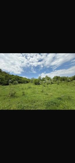 Teren 8.329 mp Magura (Ciuta), jud. Buzau extravilan - 5
