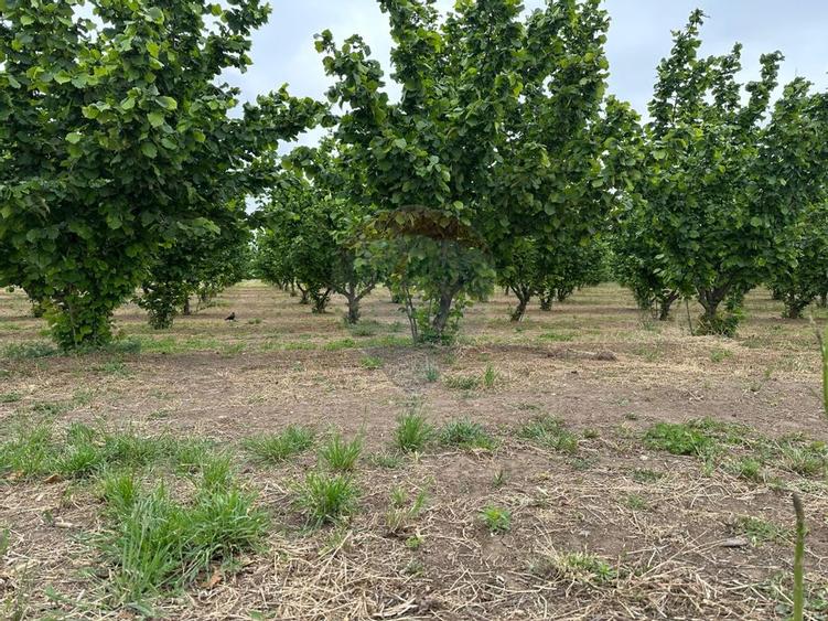 Casa - plantatie aluni  41300mp - 17