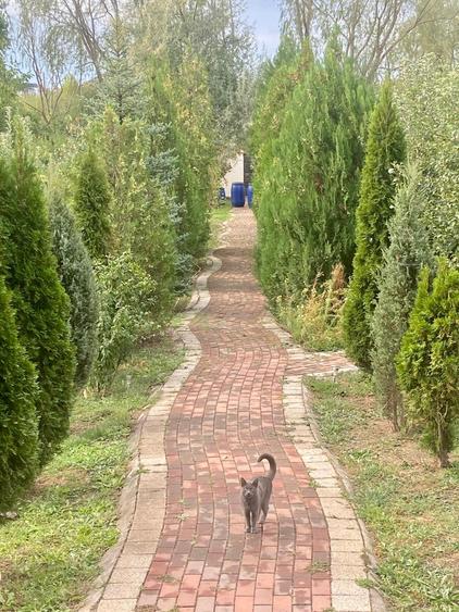 Vilă | 7 Camere |  Ds+P+1E+M | Teren 1346mp | Ieșire la Lac | Comuna Berceni - 7