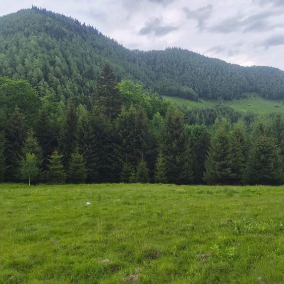 Teren de vanzare in Rausor - 4