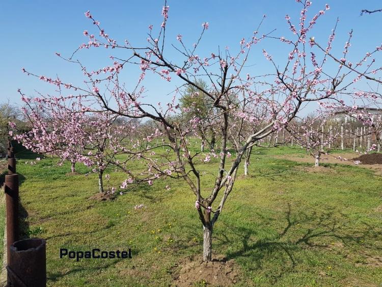 Petresti - Corbeanca 4648 mp intravilan desch. 33 m, utilitati, acces asfaltat - 2