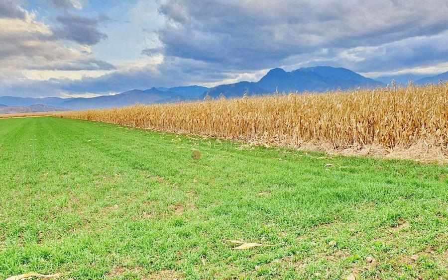 Teren extravilan Tarlungeni - 2