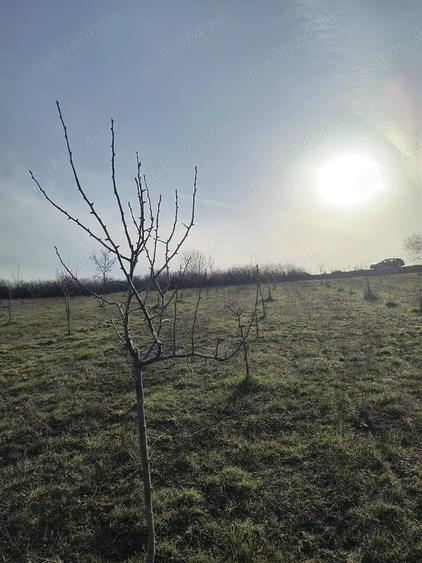 Teren de 8700 mp, în Ramna