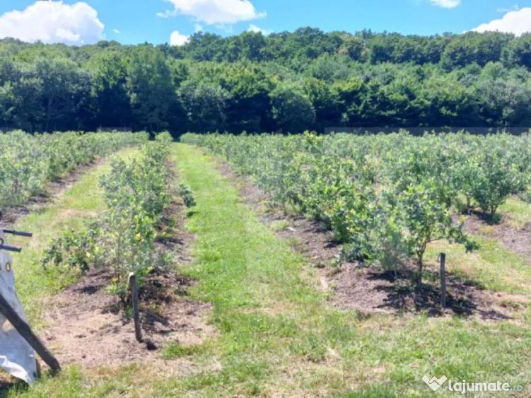 ???? Afacere la Cheie: Planta?ie Afine BIO 1.93 Ha - 3