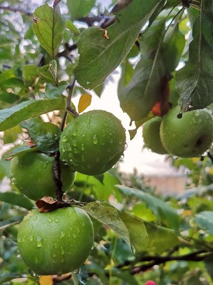 Casa de vanzare la munte, 5 camere, curte mare, garaj jud. Neam?, aproape de Manastirea Pangara?i - 3