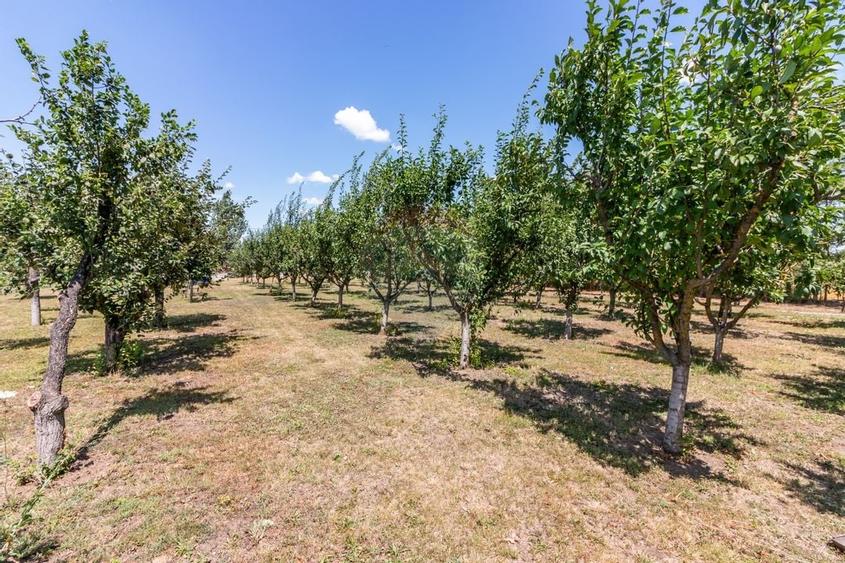 Casa+Laborator+ Teren 12.700 mp + casa de vacanta - Bolintin Vale - 49