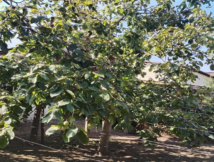 Casa + teren 1500 m.p.- zona Stadion Ion Oblemenco - 6