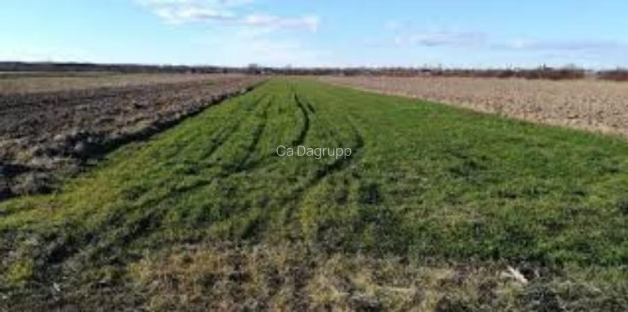 2,5 hectare de teren agricol in comuna Vedea din judetul Teleorman 2,5 hectare de teren agricol in comuna Vedea din judetul Teleorman