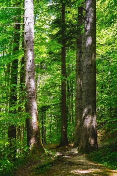 Teren Slanic Moldova-Bacau-893 mp - 5