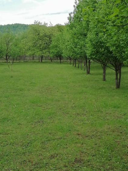 Teren Brebu vanzare 26 euro/mp - 8