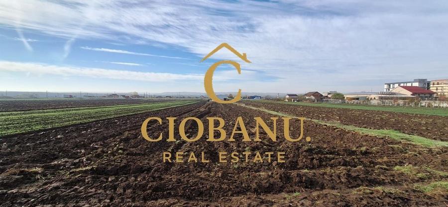 Hala de vanzare in Racari de Jos - 14