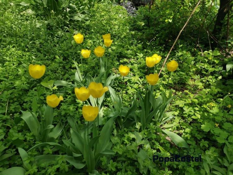 Otopeni Oituz teren 1000 mp deschidere 14 ml utilitati langa teren - 4