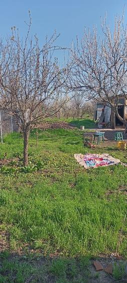 Lilieci Ialomita - 9