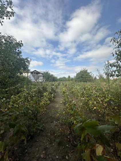 Teren intravilan de vanzare - 1655mp - Aroneanu - Iasi - 7