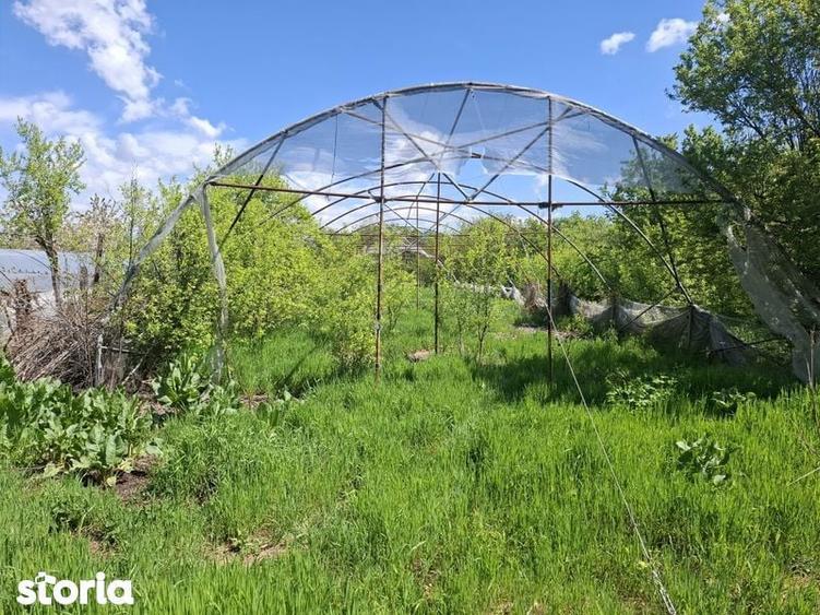 Teren intravilan 2312mp+ casa Vidra Sintesti - 2