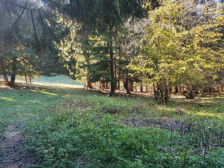 Teren Construcții intravilan de 2000 mp, în Poiana Brașov - 7