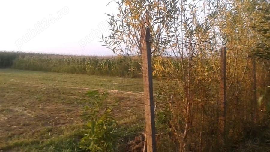 Vand casa cu teren 1500 mp intimitate totala Comuna Berceni, sat Catunu (Prahova) - 6