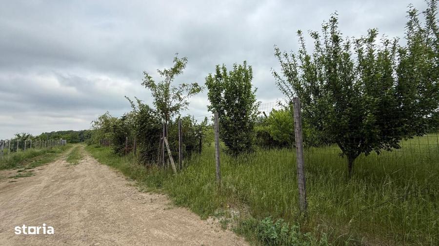 TEREN PENTRU CONSTRUCTIA CASEI, MIROSLAVA, VALEA URSULUI - 6