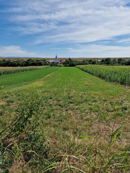 Teren intravilan de vanzare Uileacu de cris - 2