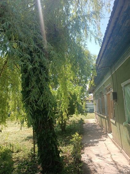 Comuna Baneasa, judetul Giurgiu - 5