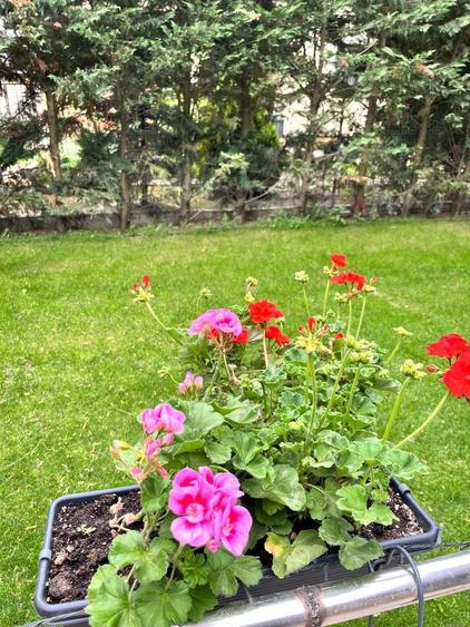 Casa individuala 4 camere Tunari Balotesti Good Afternoon Residence - 24