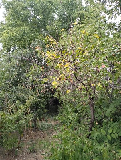 Vand teren intravilan, central, Str. Dorobanti, in Dr. Tr.Severin - 3