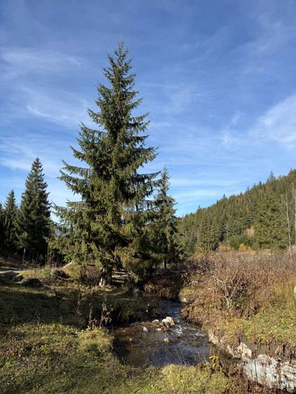 DIRECT PROPRIETAR Atractiv pentru pensiune/casa de vacanta): Teren de Poveste la Munte 6.000 mp Intravilan + 6.000 mp Extravilan,Dorna Arini-Ortoaia - 4