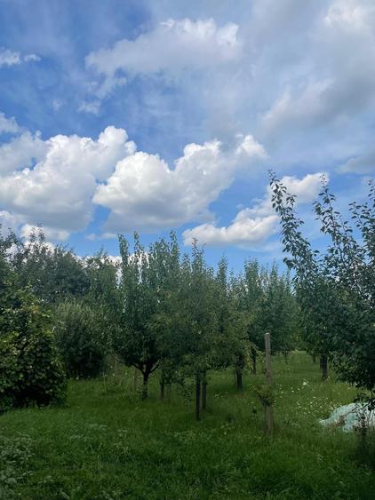 Vand casa din 2004, tren 11500 mp, Cuci, jud. Mures - 4