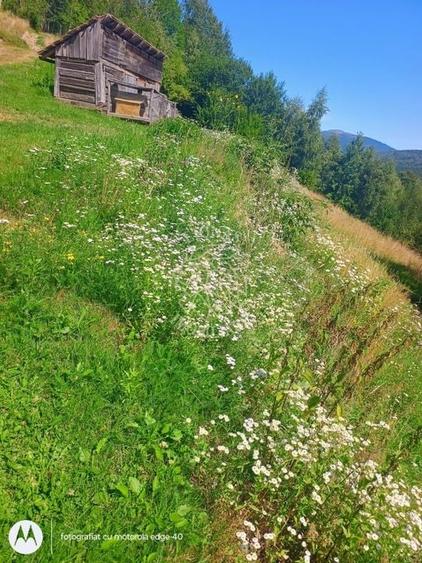 Teren extravilan investiție Rachitele Cluj - 31.555 mp - 2