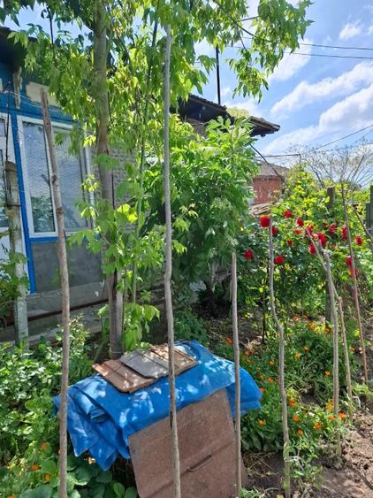 Casă de vânzare în Dunăreni, com. Aliman – Gospodărie completă, mobilată  - 3