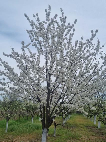 Livada tanara, 2000 m, Dridu-Snagov - 5