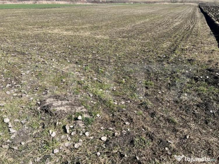 Teren de 11200mp cu poten?ial pentru investi?ii in Bon?i - 1