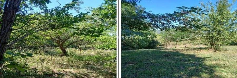 Teren Buciumeni, ID: R2431873 Teren Buciumeni, ID: R2431873