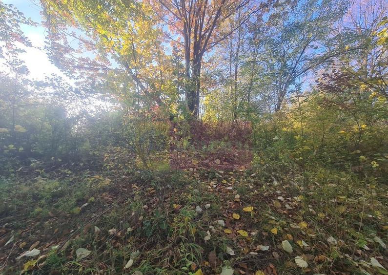 Teren intravilan de vanzare in Telega - 18