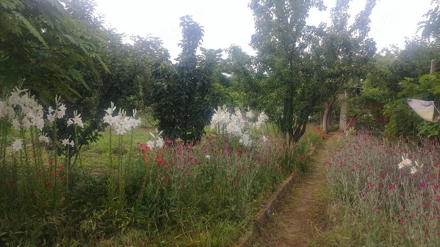 Gradina cu cabana la balastiera Micalaca - 3