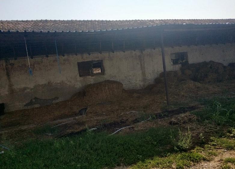 Ferma cu hale 3000 mp si teren 12000 mp, 30 km de Constanta - 9