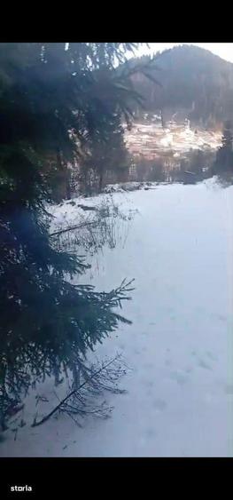 Teren langa padure 8179 mp , cu izvoare de munte - 7