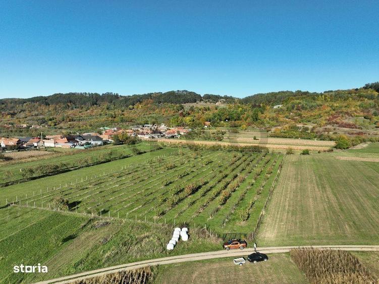 RECO, Teren cu livada de ciresi, Zona Auseu, Bihor - 1