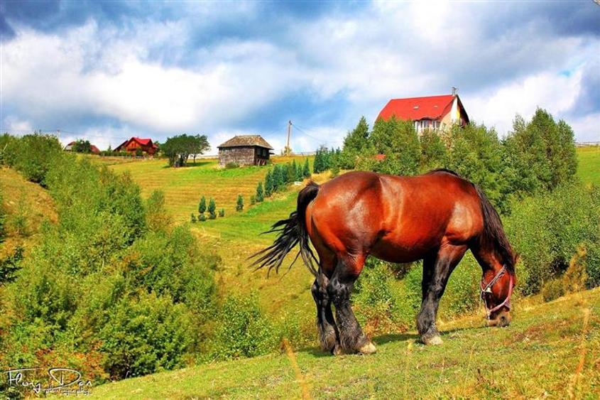 Resedinta/ pensiune, in areal privilegiat. cu 1.000 mp teren, Pestera, Bran, Bra - 13