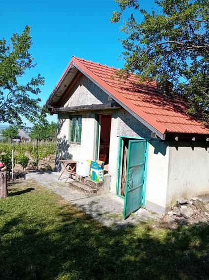 Vand casa de vacanta cu vie - 3