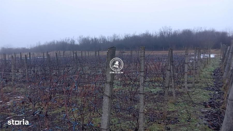 Terenuri de vanzare Iasi, Rediu - 3