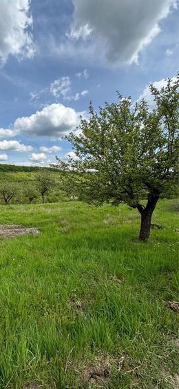 Teren de vanzare - 1