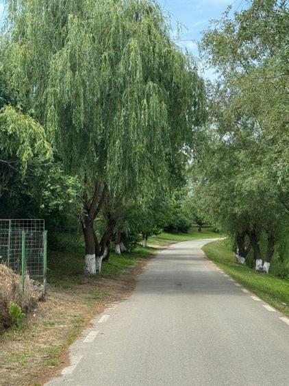 Teren intravilan Comana - 4