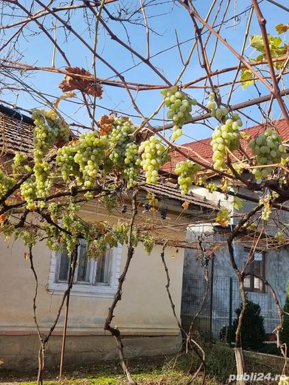 Casa de vanzare cu teren Sat Dumbraveni, Comuna Crasna (Gorj) - 7