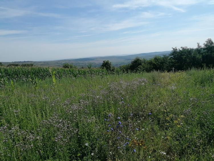 Vand teren intravilan Padureni 12mp - 2