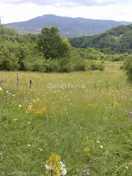 🌲 Vând Teren Extravilan Fâneață, 1522 mp – Arefu, Jud. Argeș (Zona Transfăgărăș