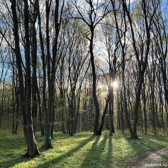 Teren de 5000 mp, în Frumușani