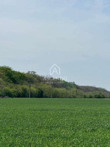 Teren agricol extravilan de 7000 mp, în Tamași