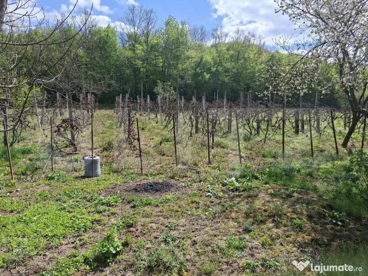 Casă cu 2 camere cu Teren 7300 Mp în Central