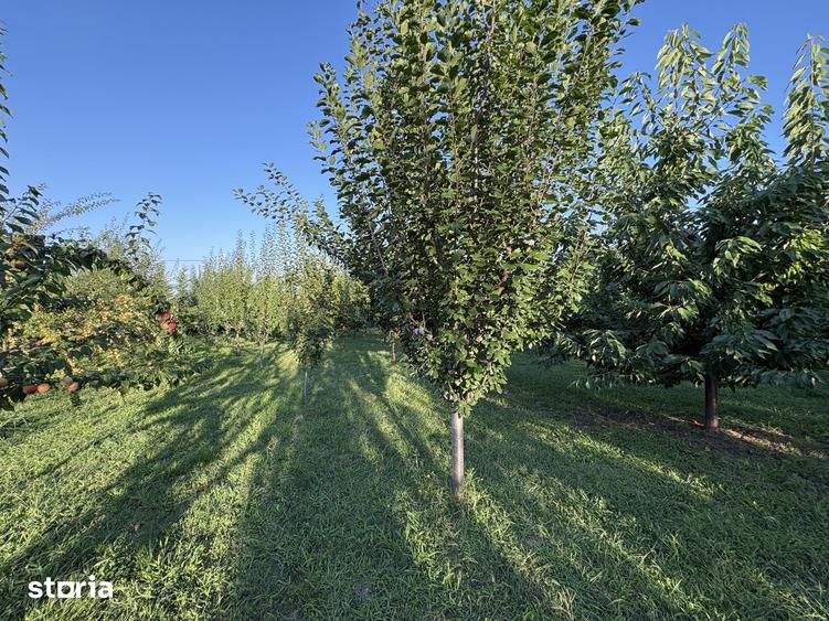 Teren de 2700 mp, în Vernești
